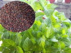 美國(guó)薄荷種子